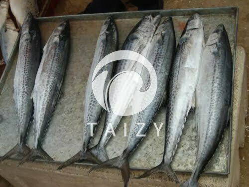 Fish