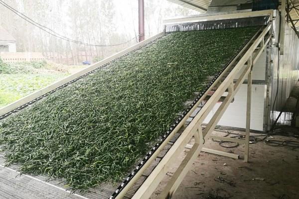 mesh belt dehydrator machine