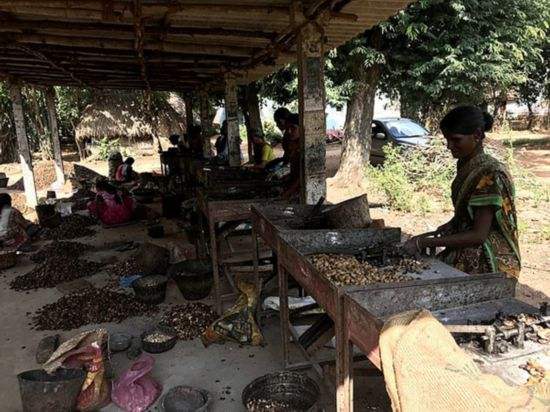 cashew nut processing in India