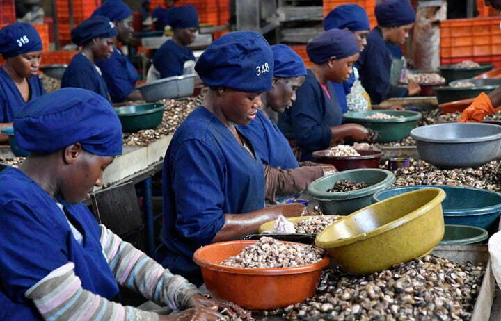 Cashew nut processing plant in India