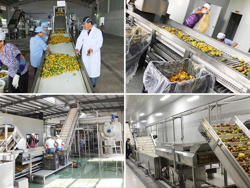 mango processing machines