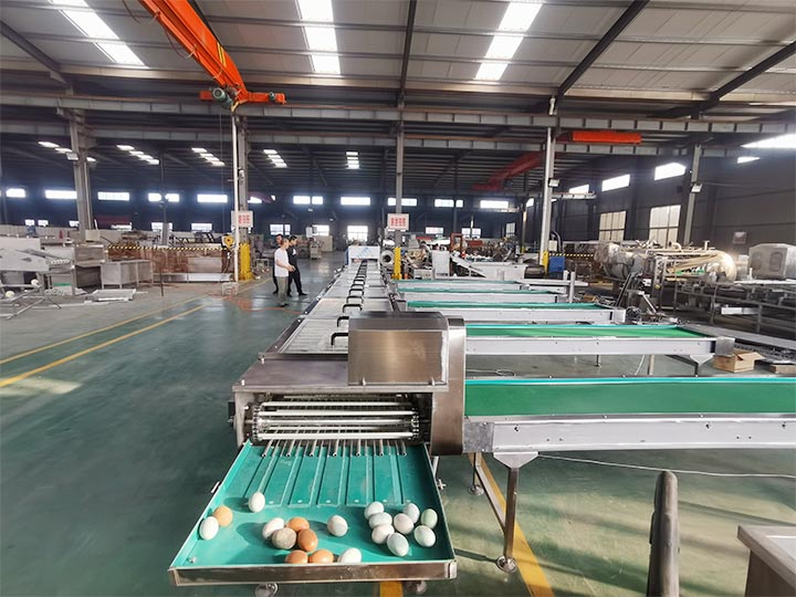 Taizy egg grading machine factory