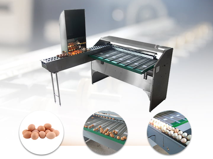 Egg Grading Machine for Sorting Eggs by Weight