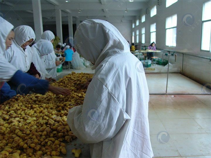 ginger powder manufacturing business