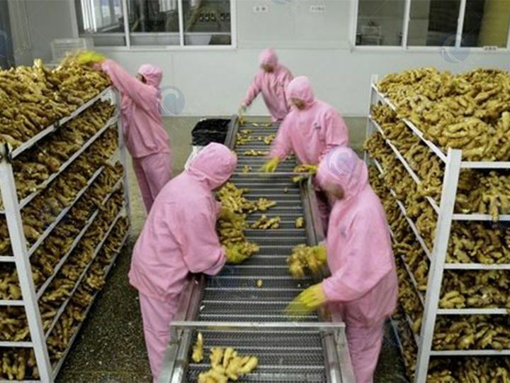 ginger processing plant