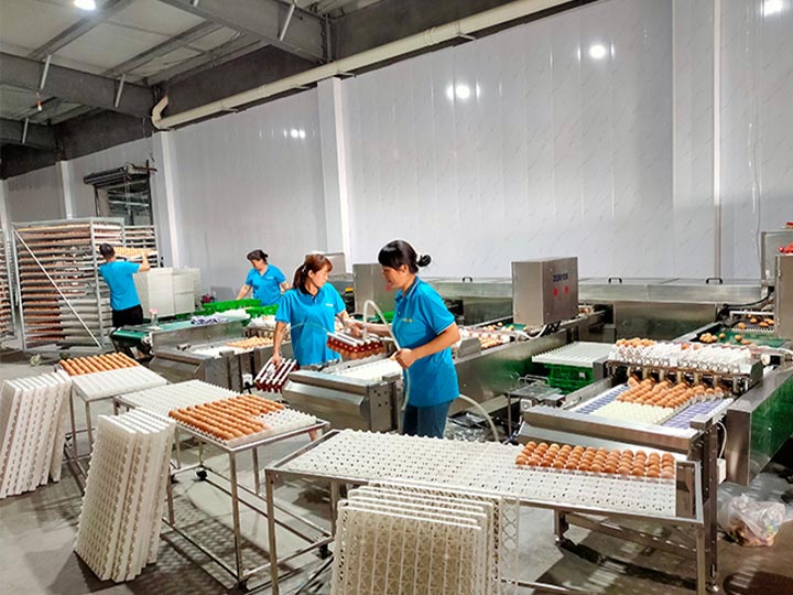 medium size egg sorting machines in China plant