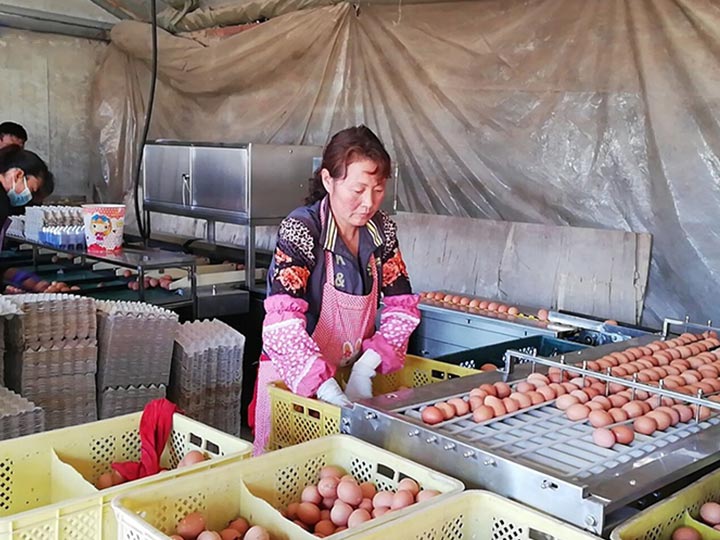 small egg grading plant in the Philippines