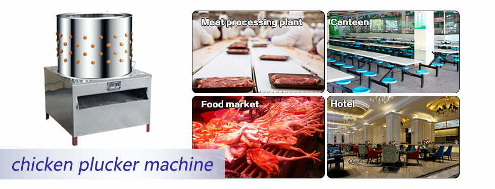 chicken hair removing machine apply scene