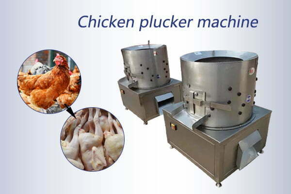Commercial chicken plucker machine for removal poultry hair