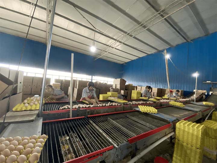 egg processing plant