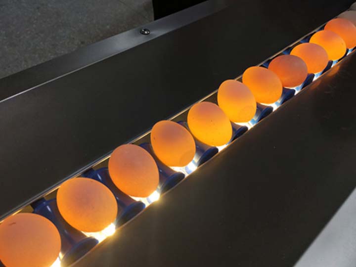 egg light inspection
