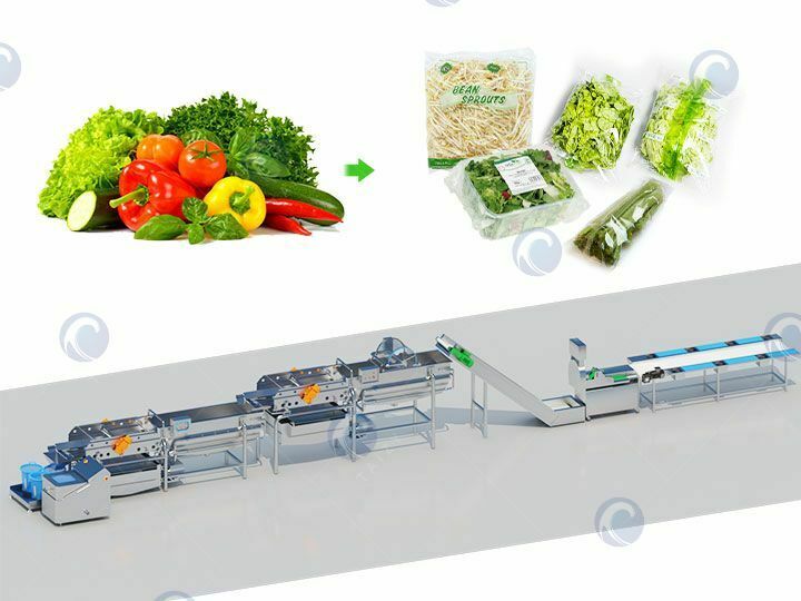 Vegetable Salad Production Line | Lettuce Processing Plant