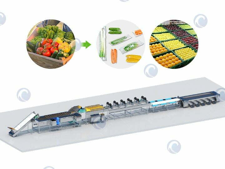 Vegetable and Fruit Washing & Drying & Grading Line