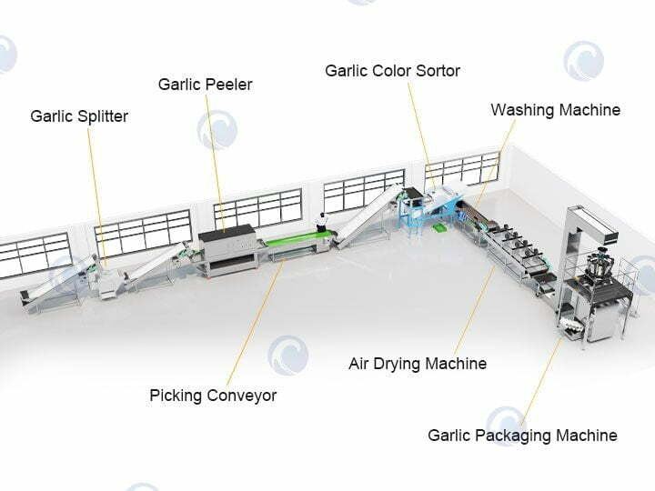 complete garlic splitting peeling & packaging line design