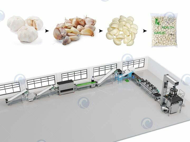 Garlic Splitting Peeling & Packaging Line