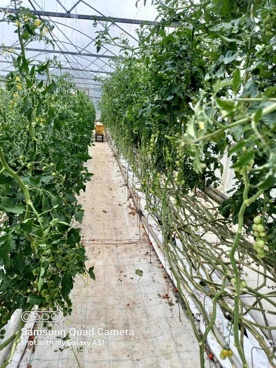 vegetable plantation in New Zealand